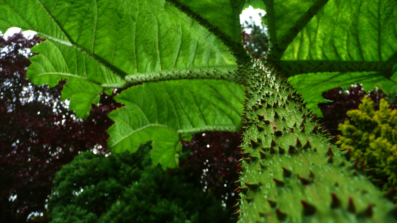 green leaves green leaves free photo