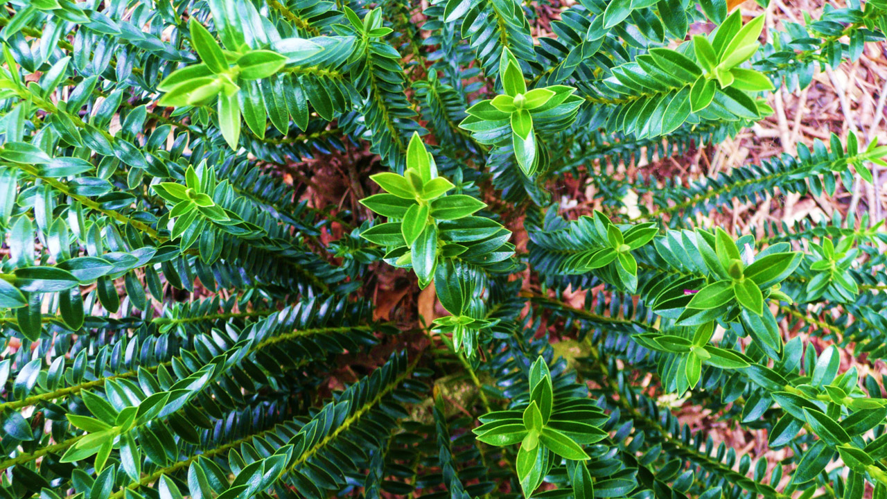 green leaves green leaves free photo