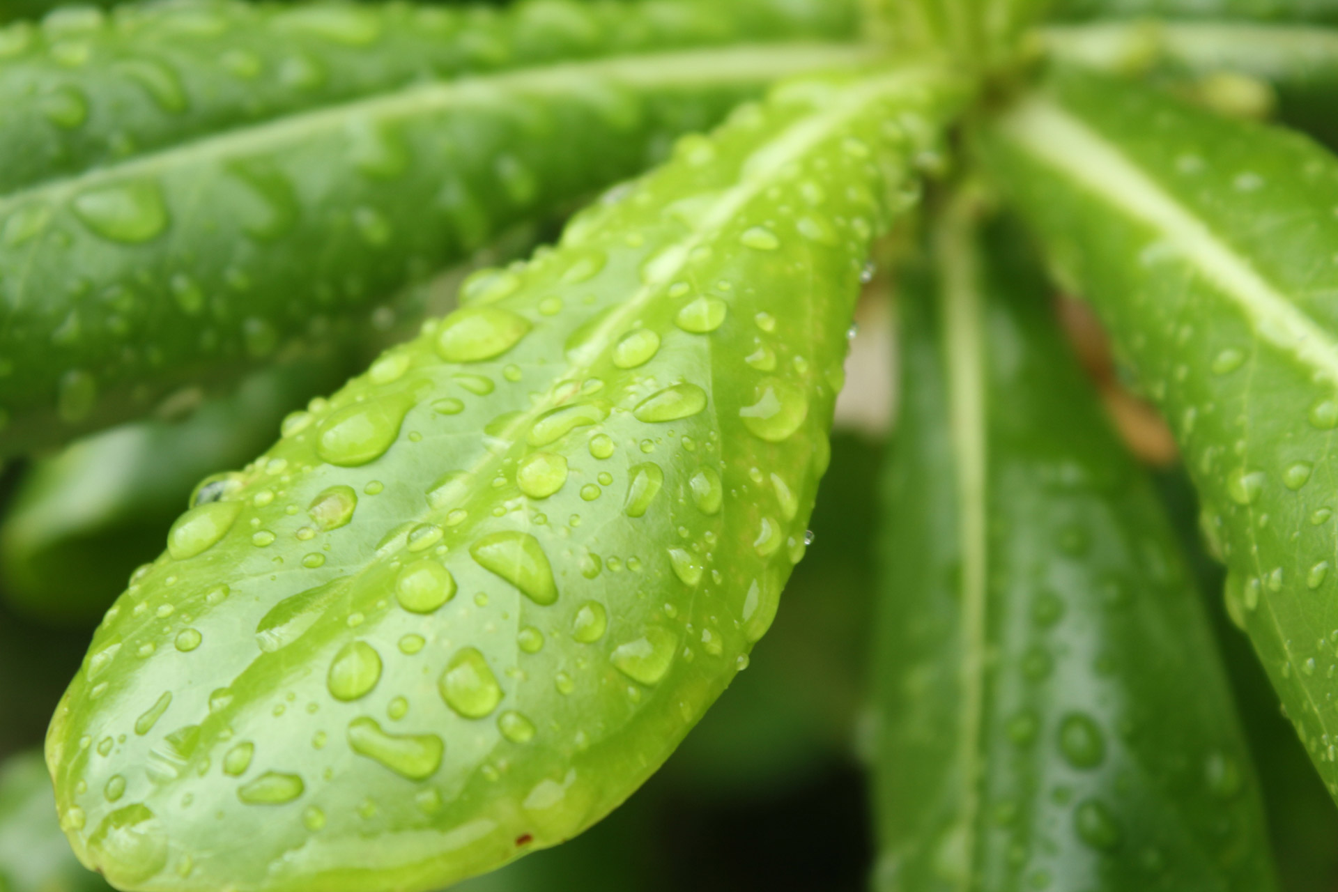 leaves drops raindrops free photo