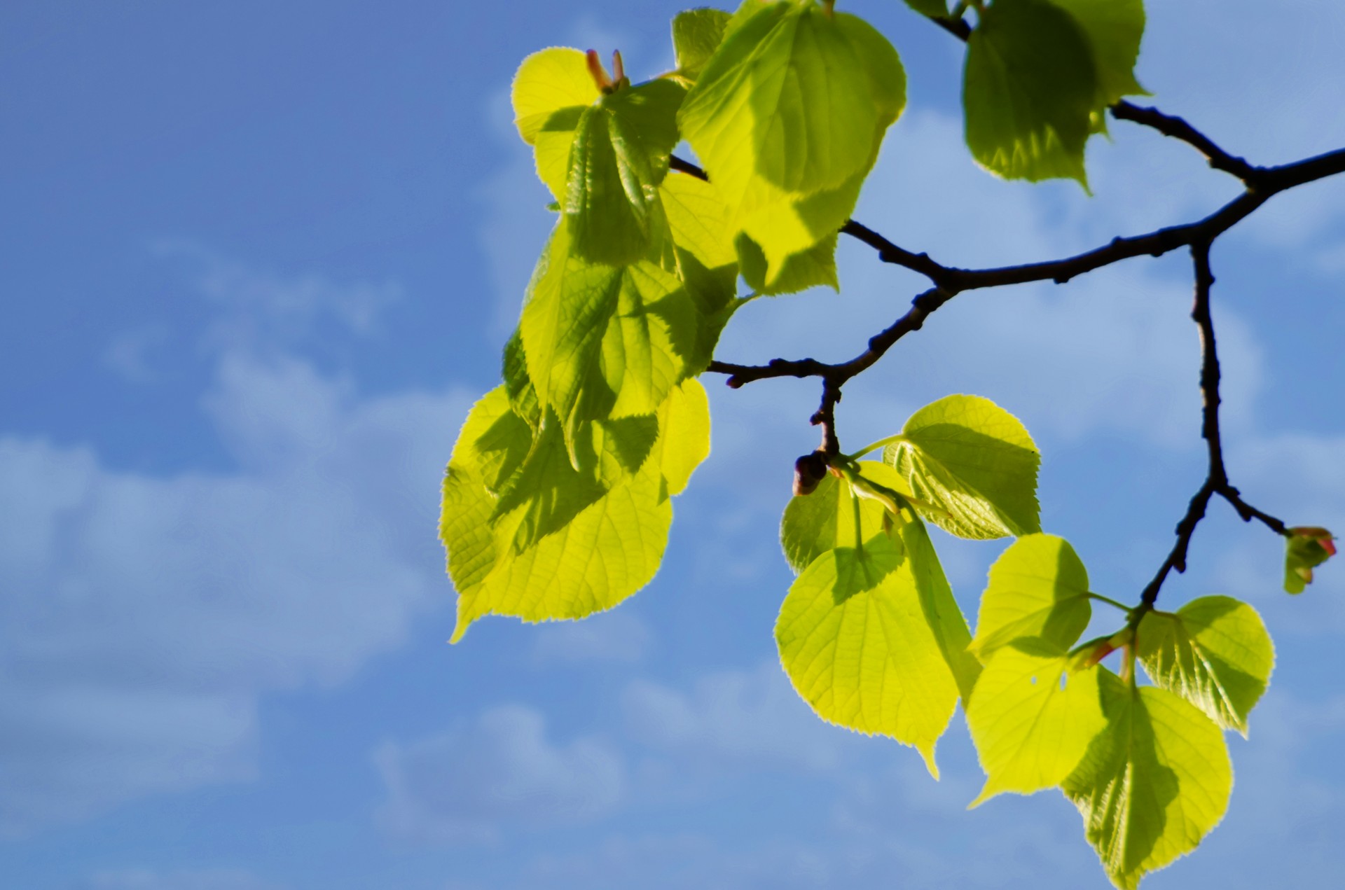 leaves colorful green free photo