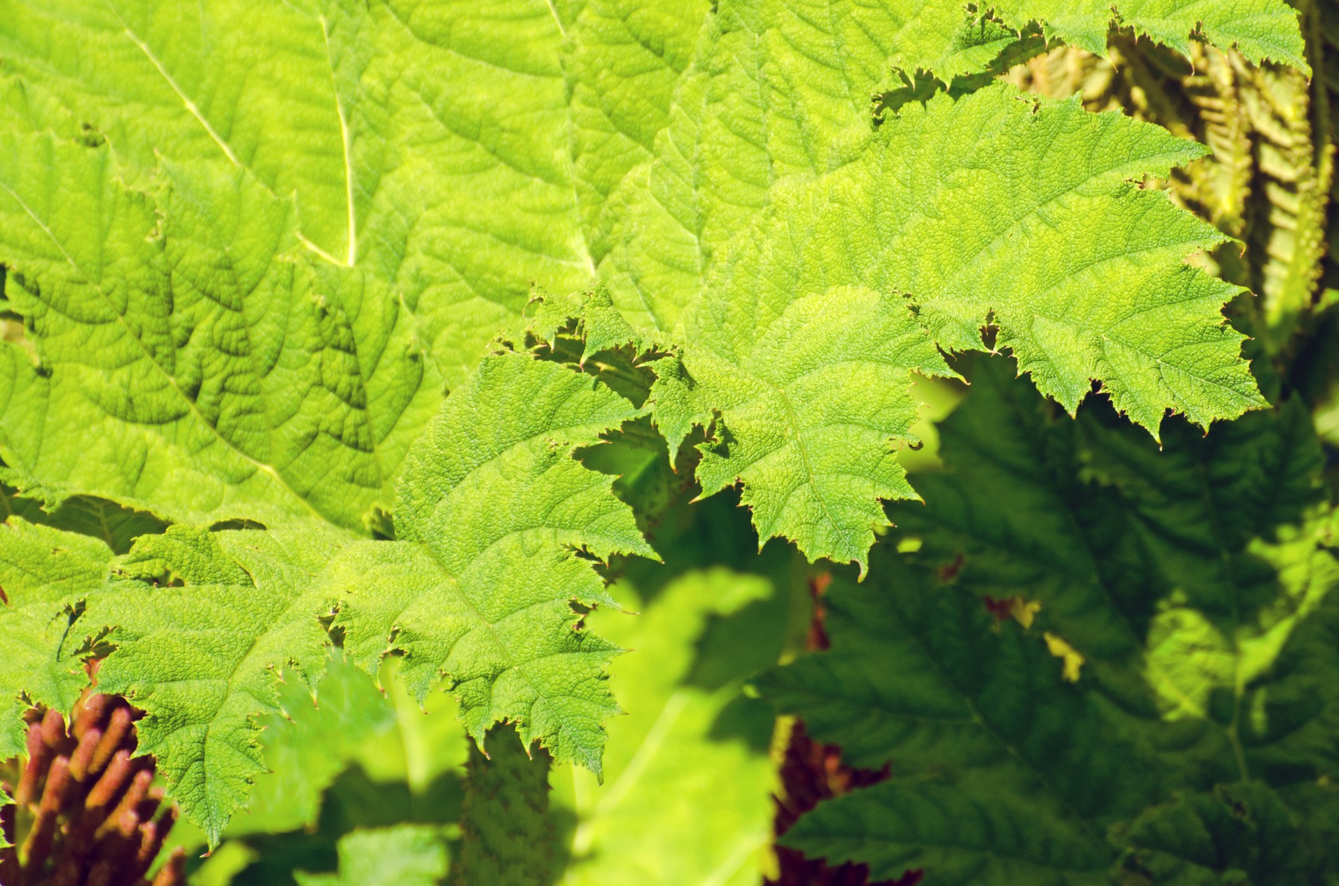 green plant leaves free photo