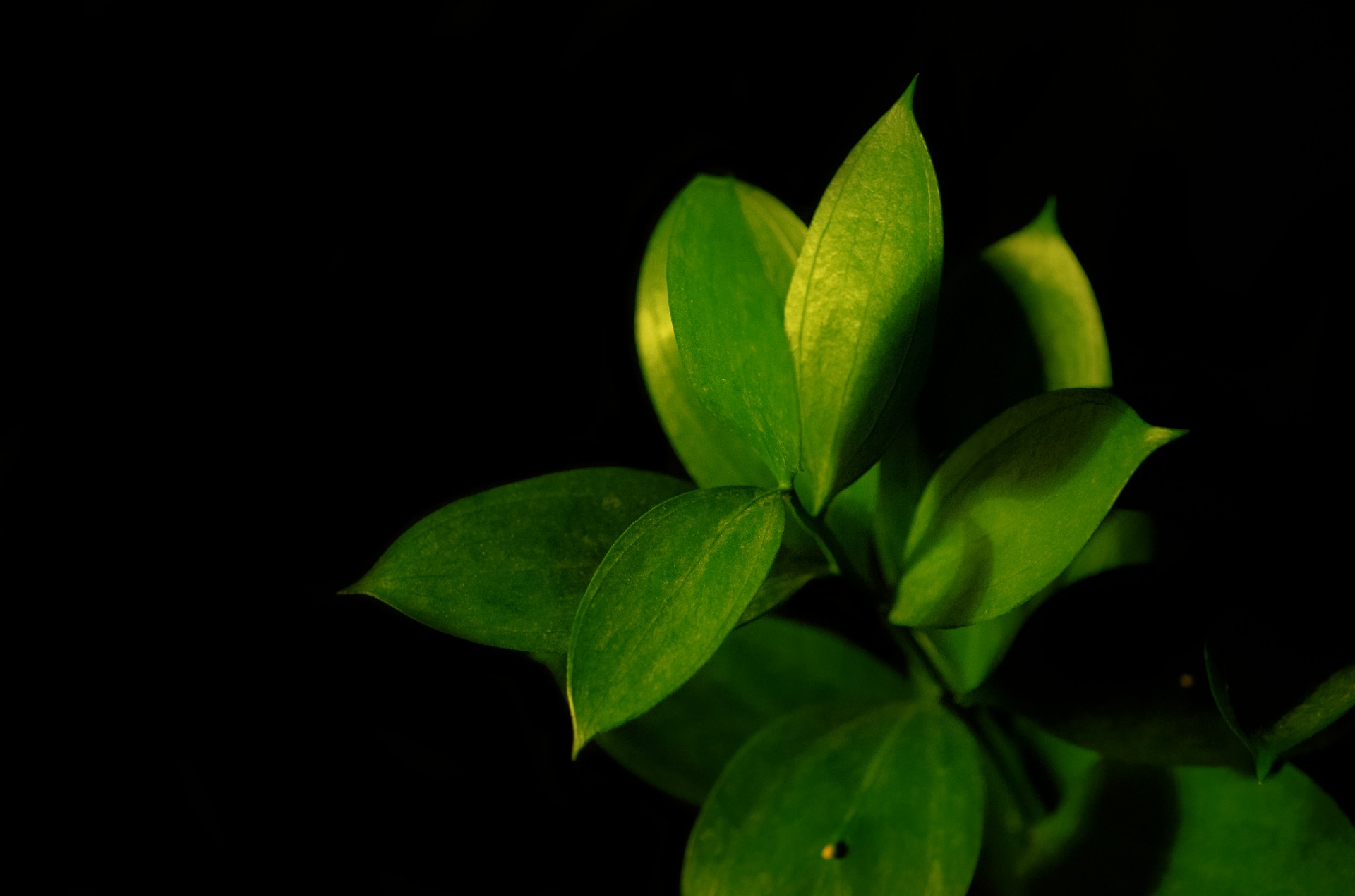 green leaves leaf free photo