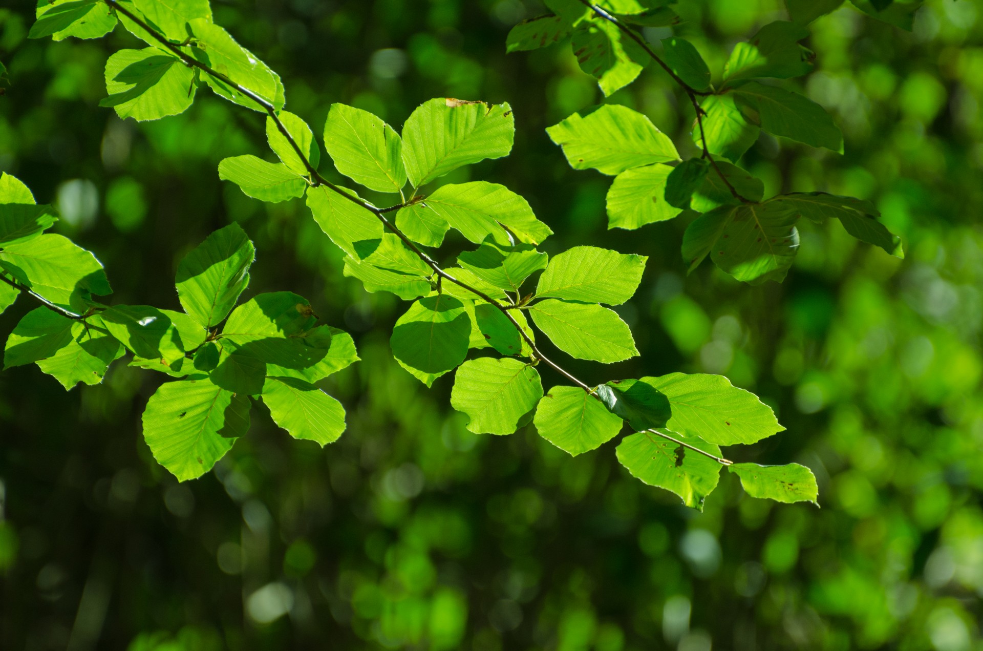 green tree branch free photo