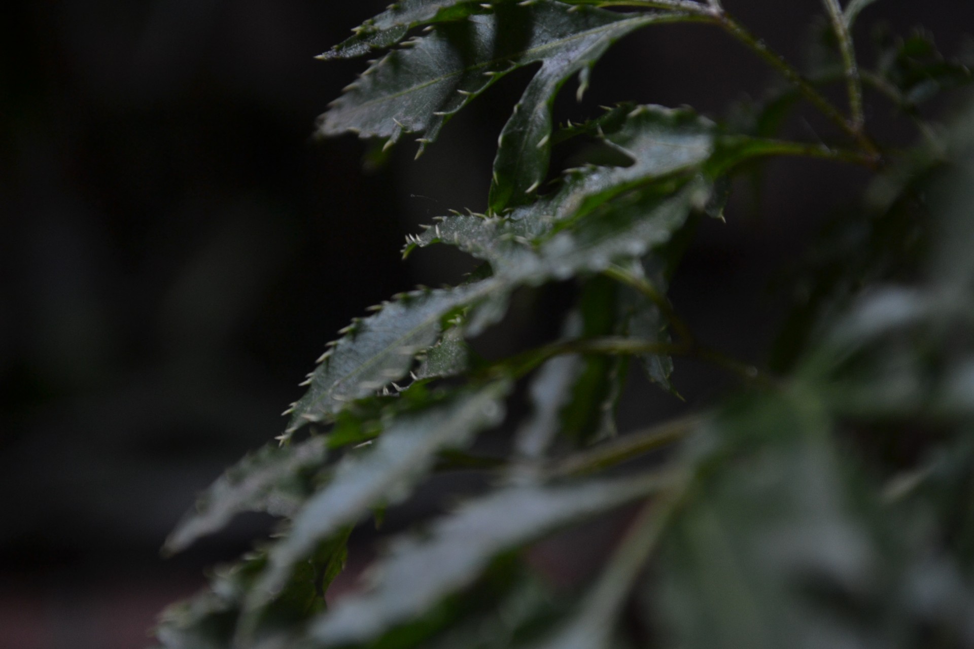 green leaves garden free photo