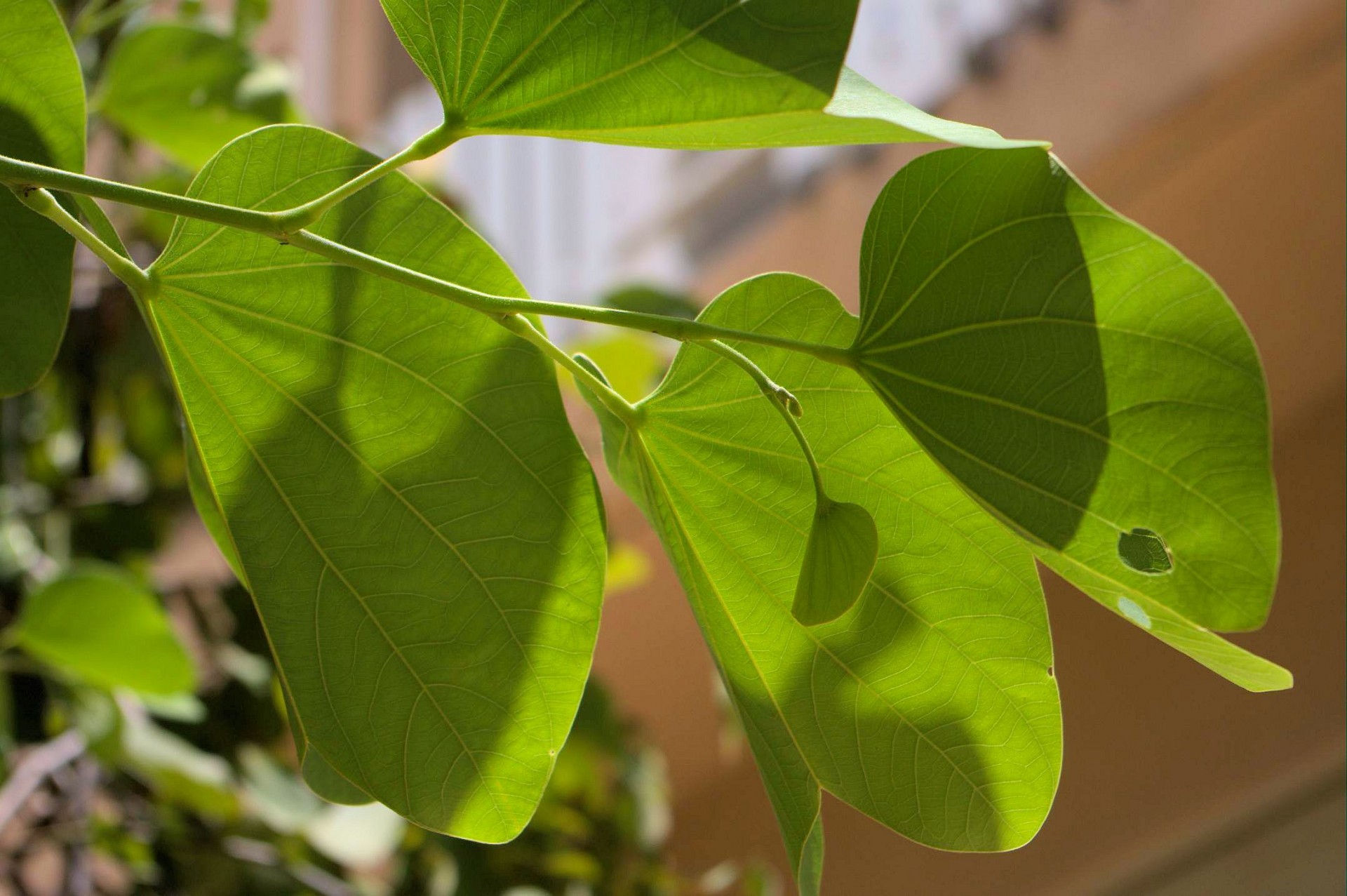 green leaves sunlight free photo