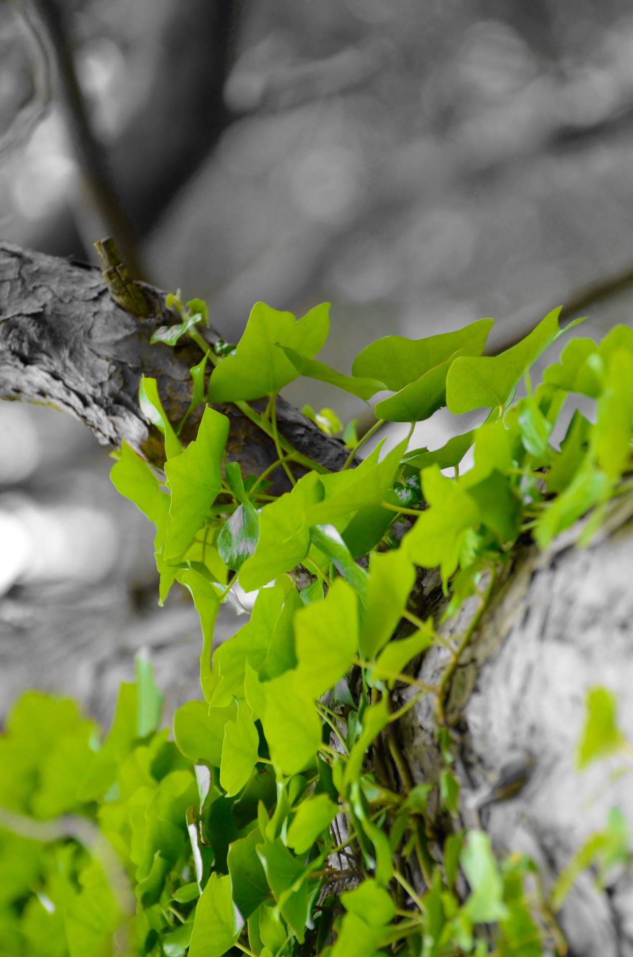 green leaves background free photo