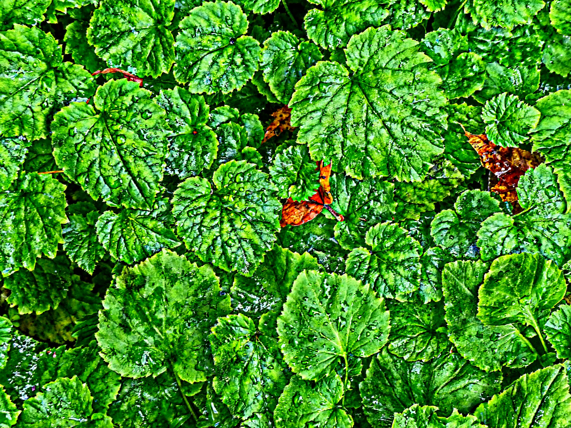 green leaves wet free photo