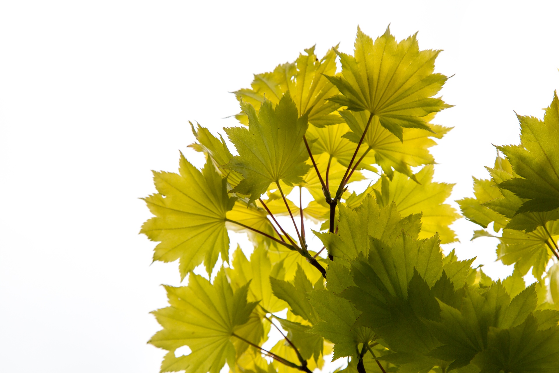 green leaves leaf free photo