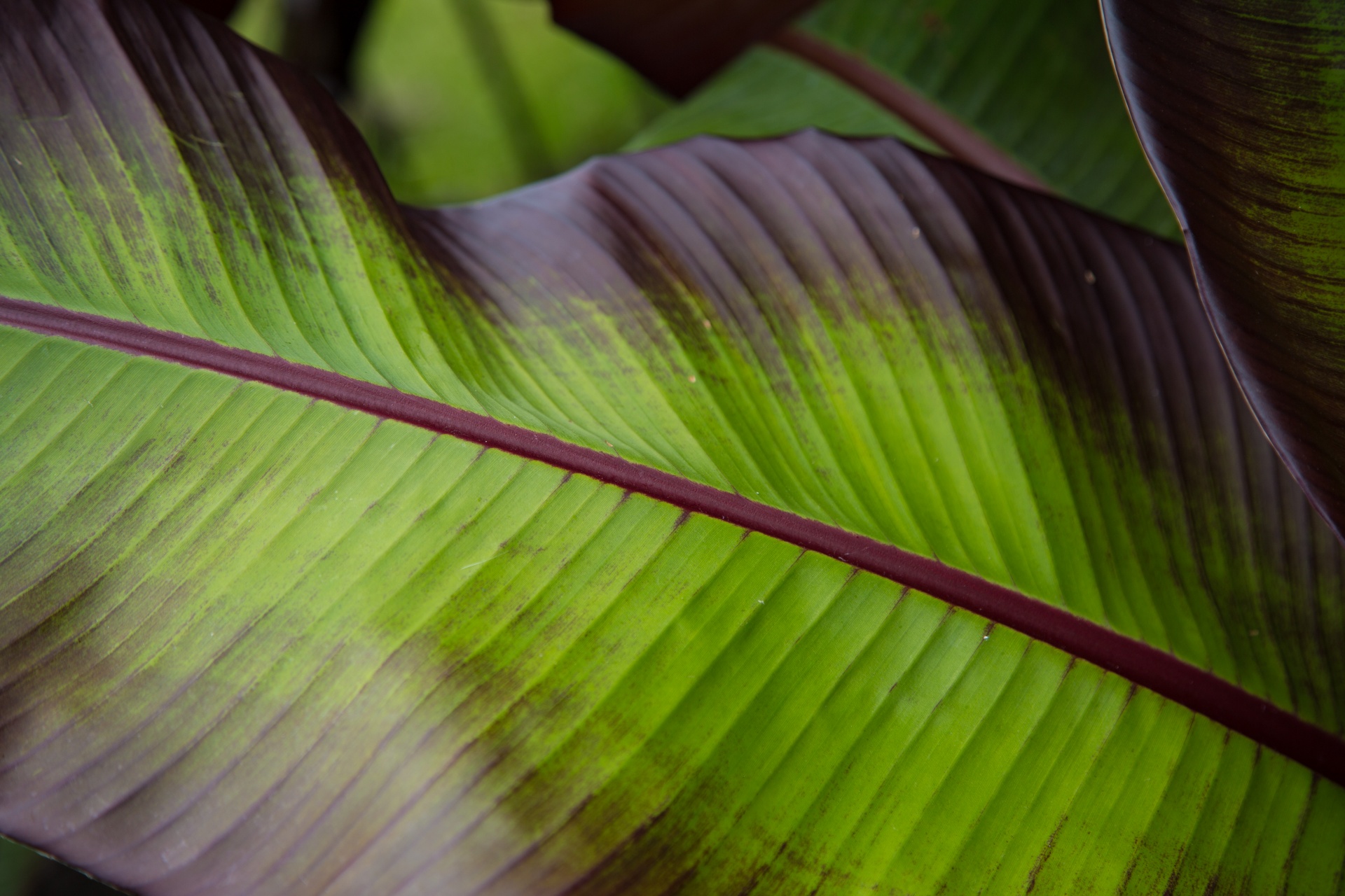 leaves leaf nature free photo