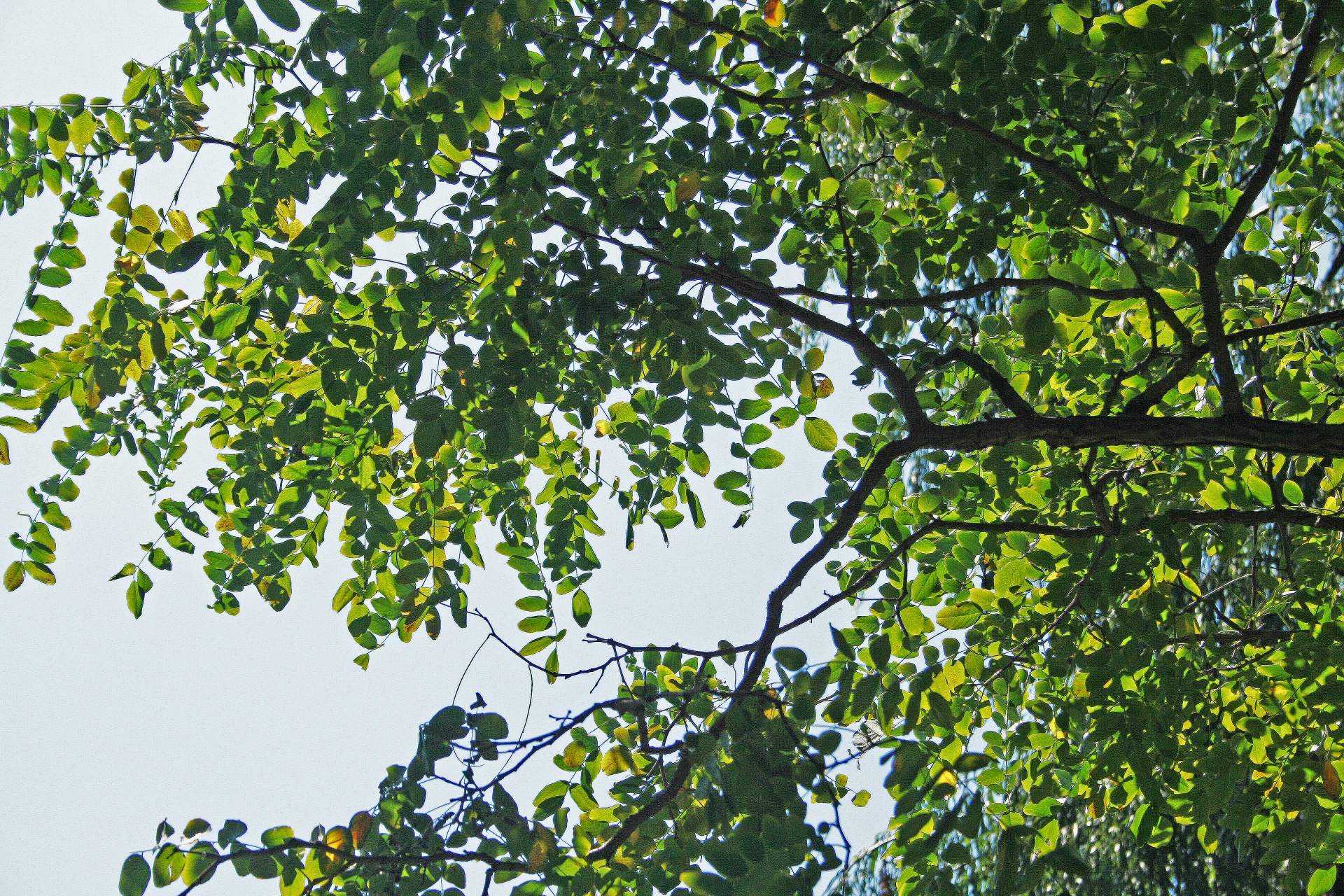 tree leaves foliage free photo