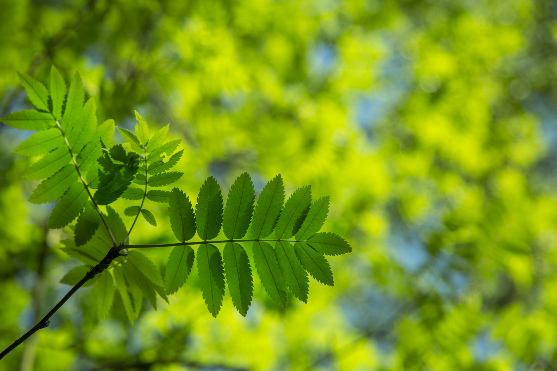 leaves leaf nature free photo