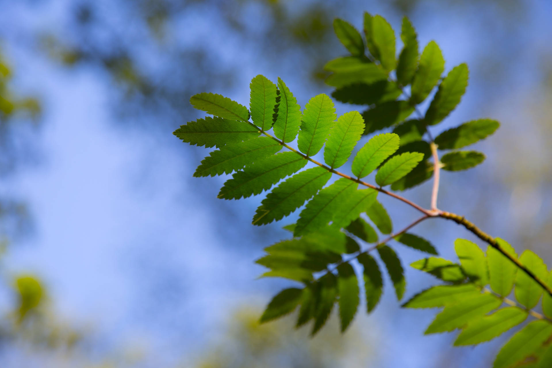 leaves leaf nature free photo