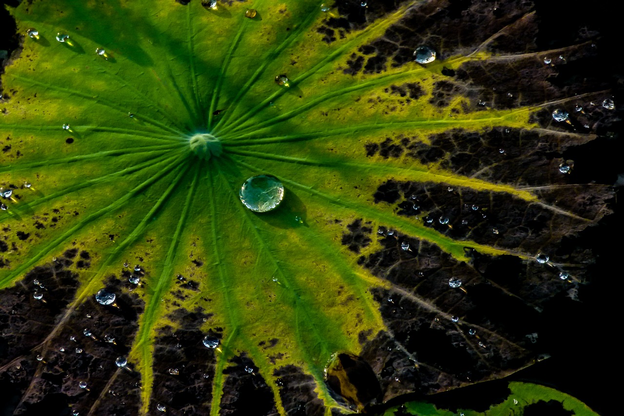 green leaves natural water drops free photo