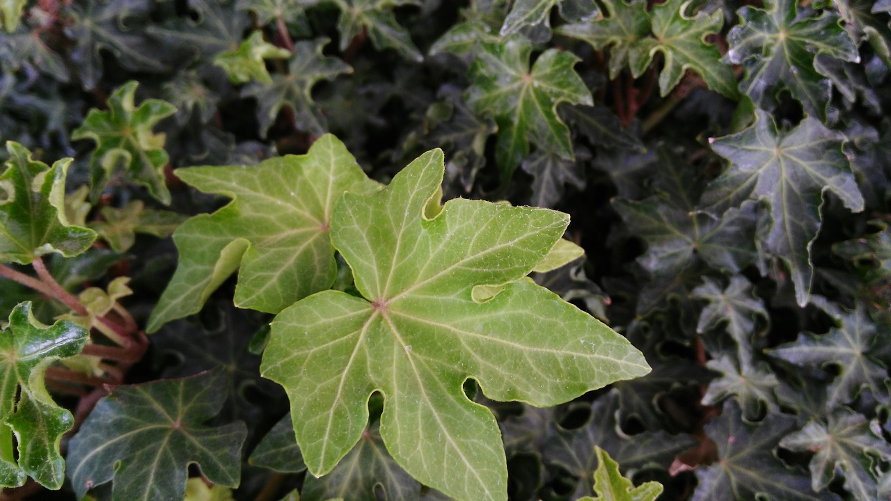 green leaves nature plant free photo