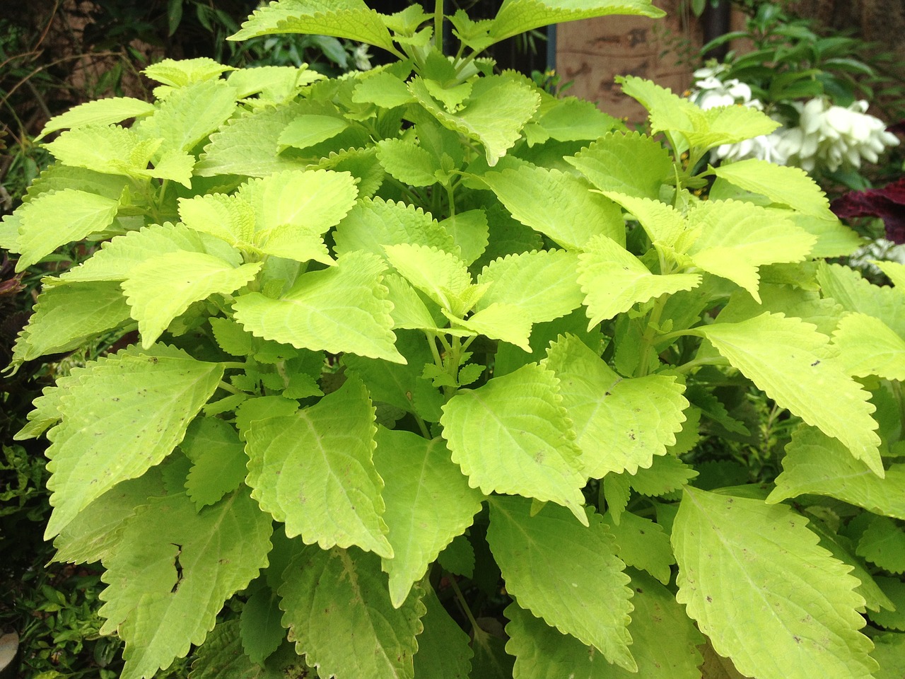 green leaves plant garden free photo