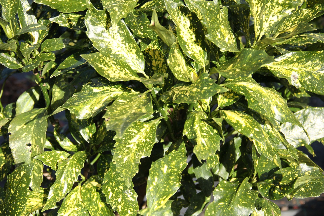 green leaves variegated foliage free photo