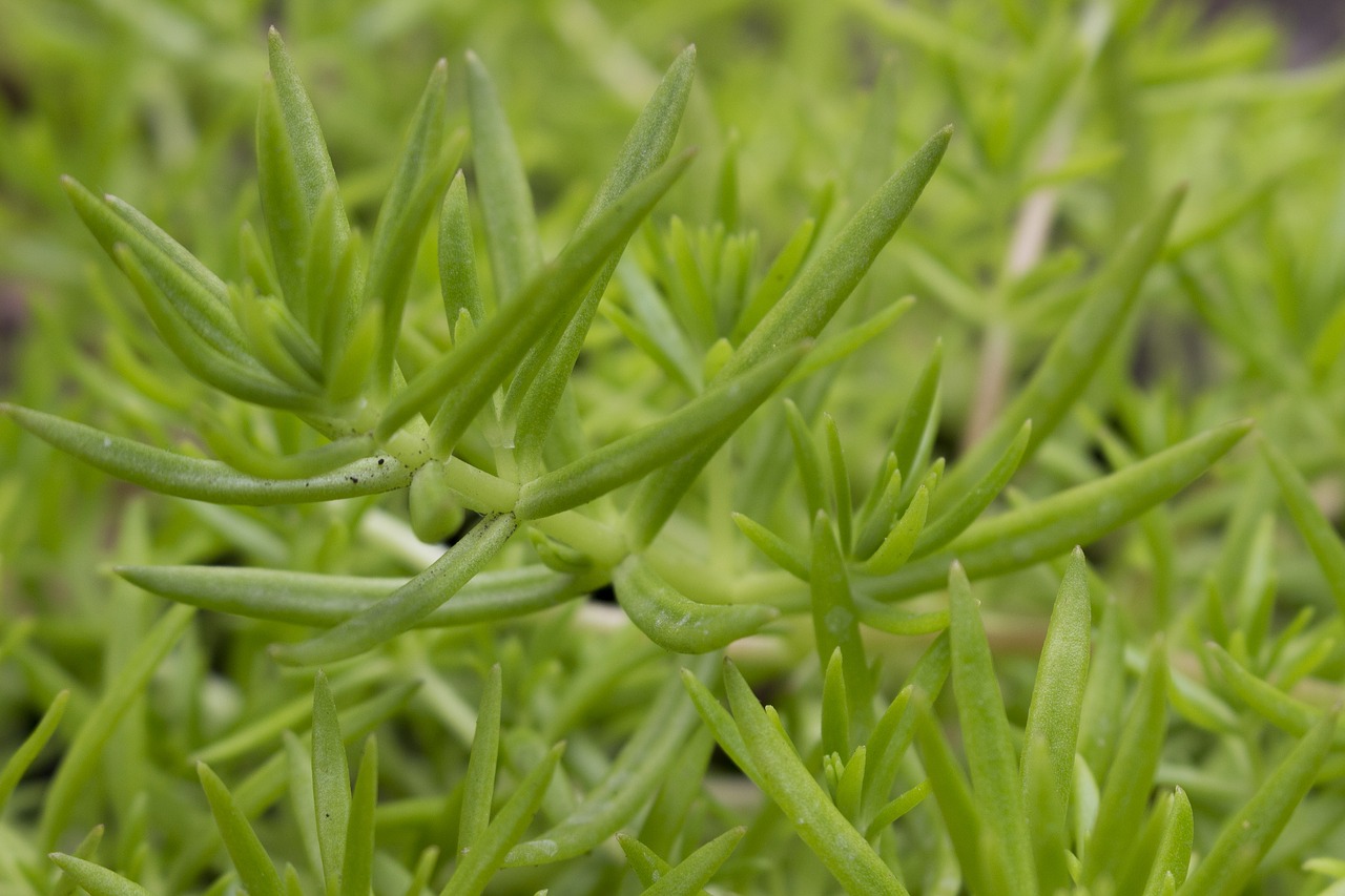 green leaves  flower  garden free photo