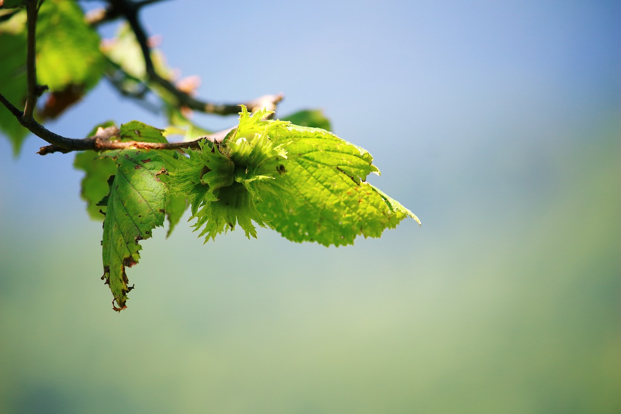 green leaves  spring  leaves free photo