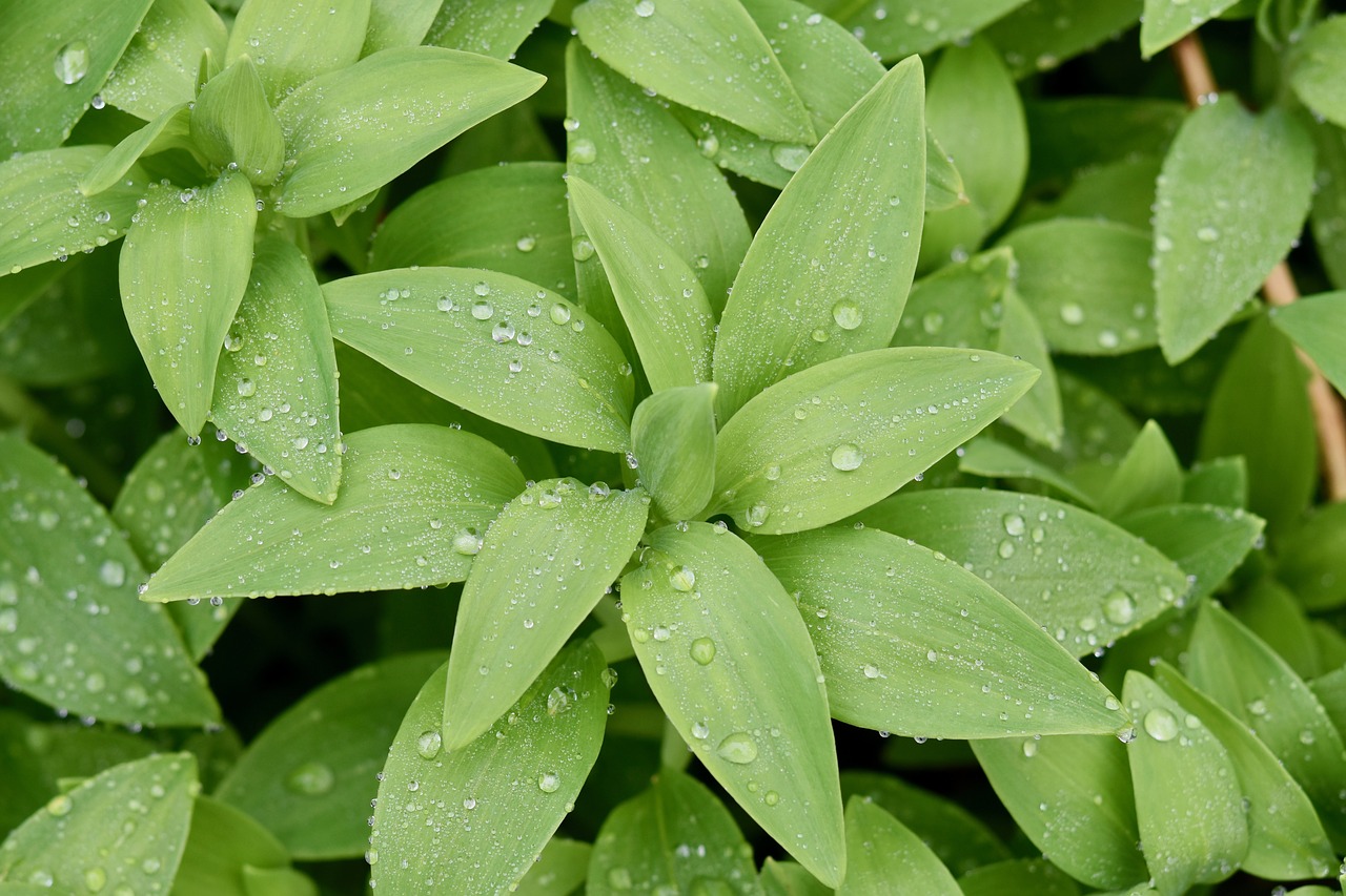 green leaves  plants  plant brings good luck free photo