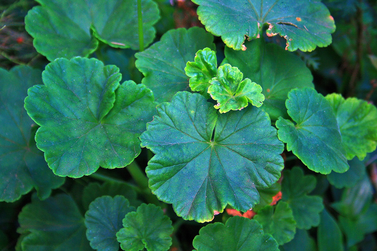 green leaves leaves geranium free photo