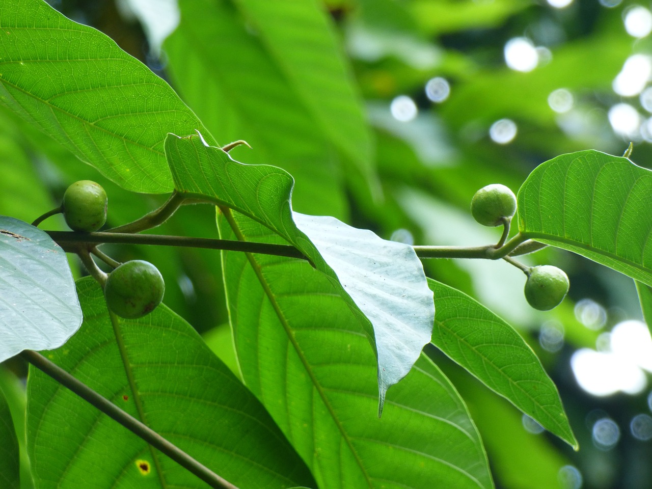 green leaves fruits nuts free photo