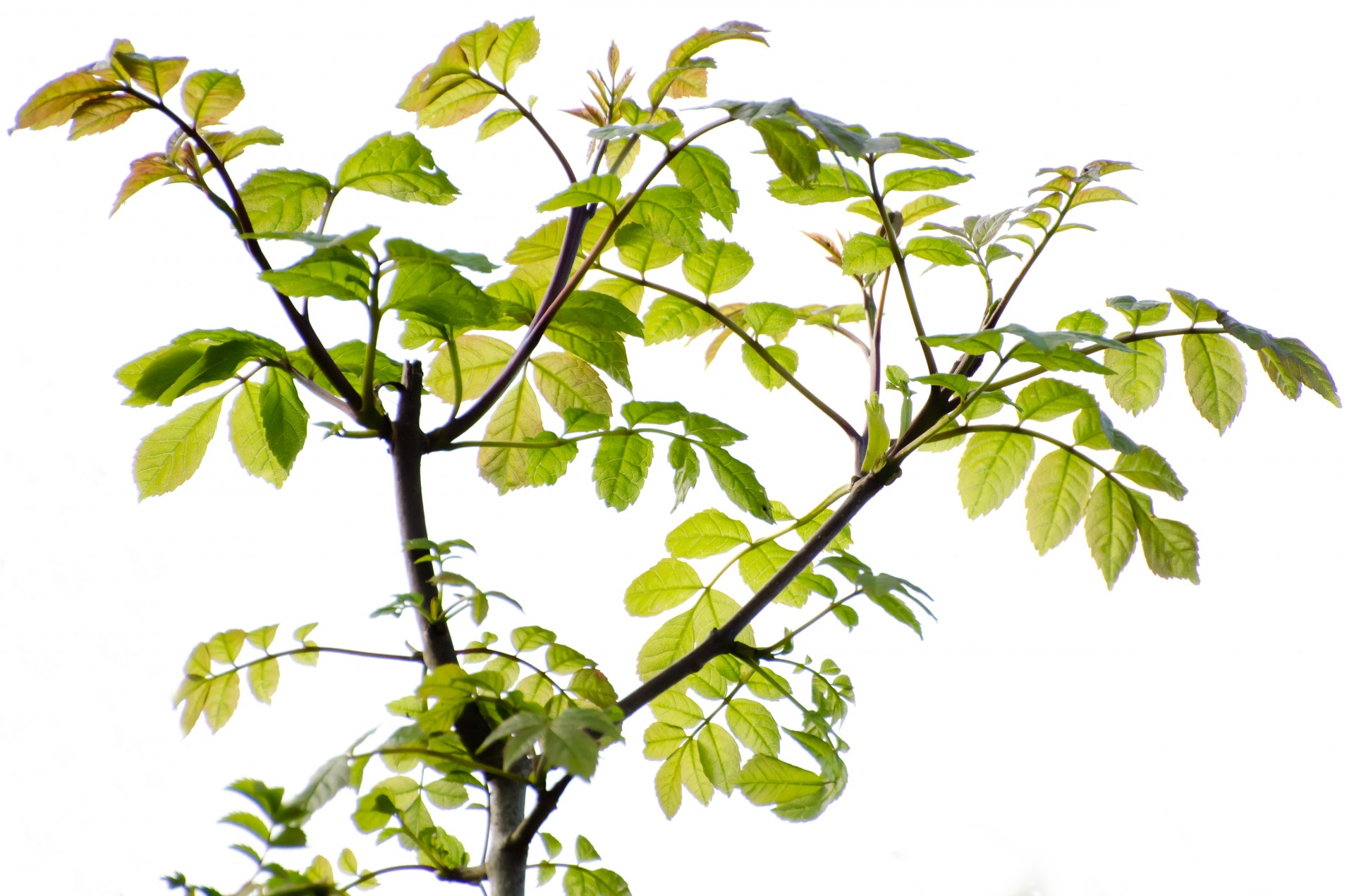 branch leaf white free photo