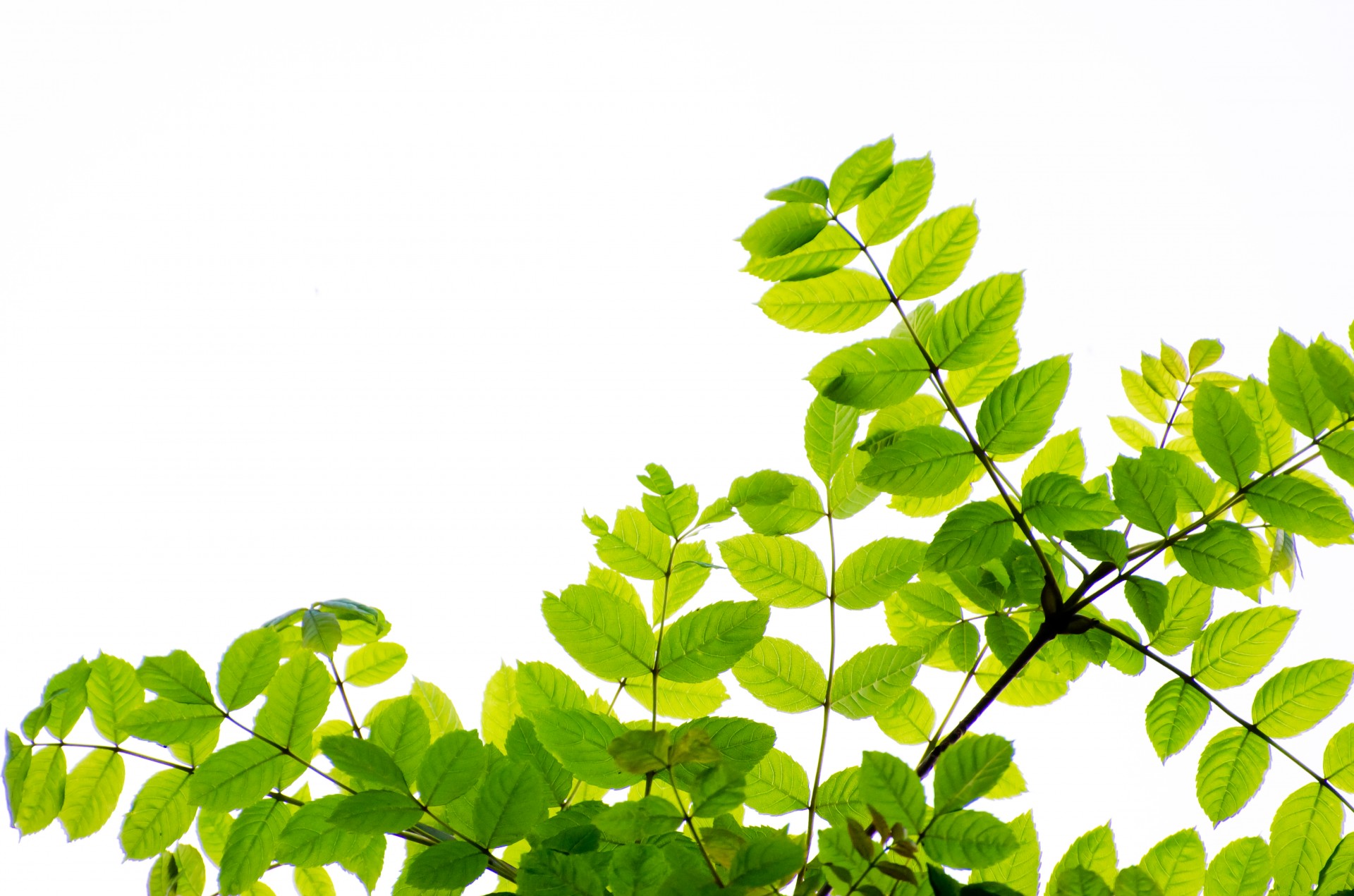 branch leaf white free photo