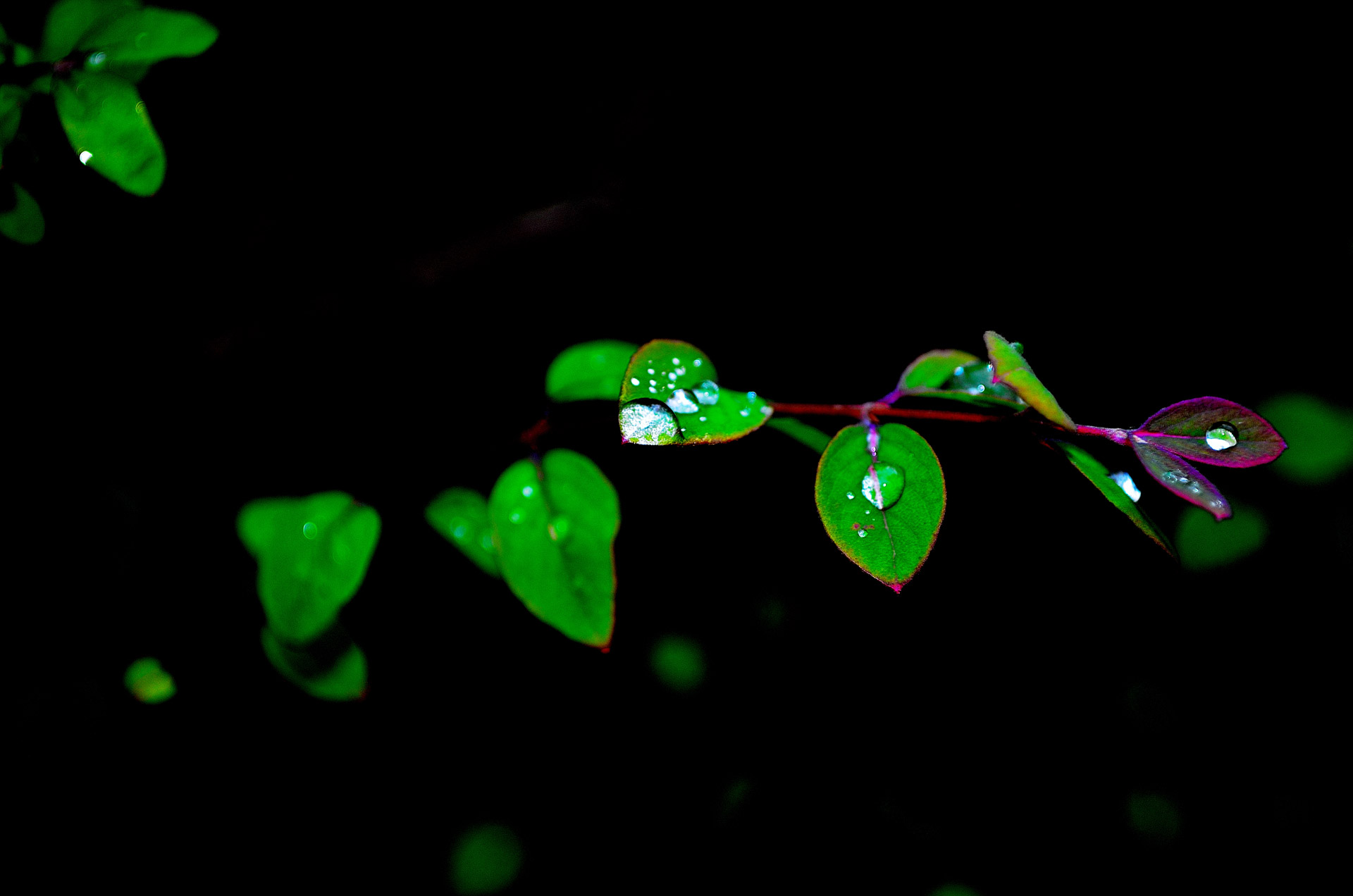 leaves water drops free photo