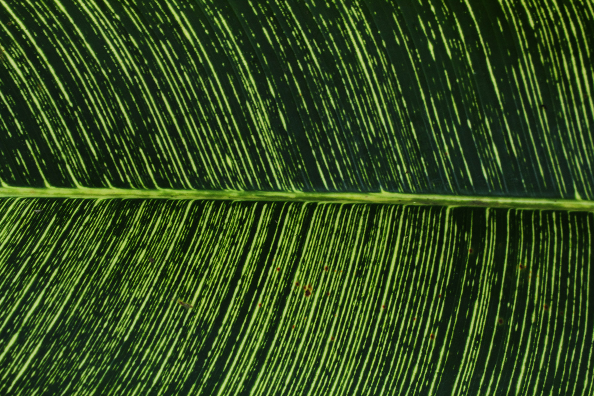 green leaves background background leaf free photo
