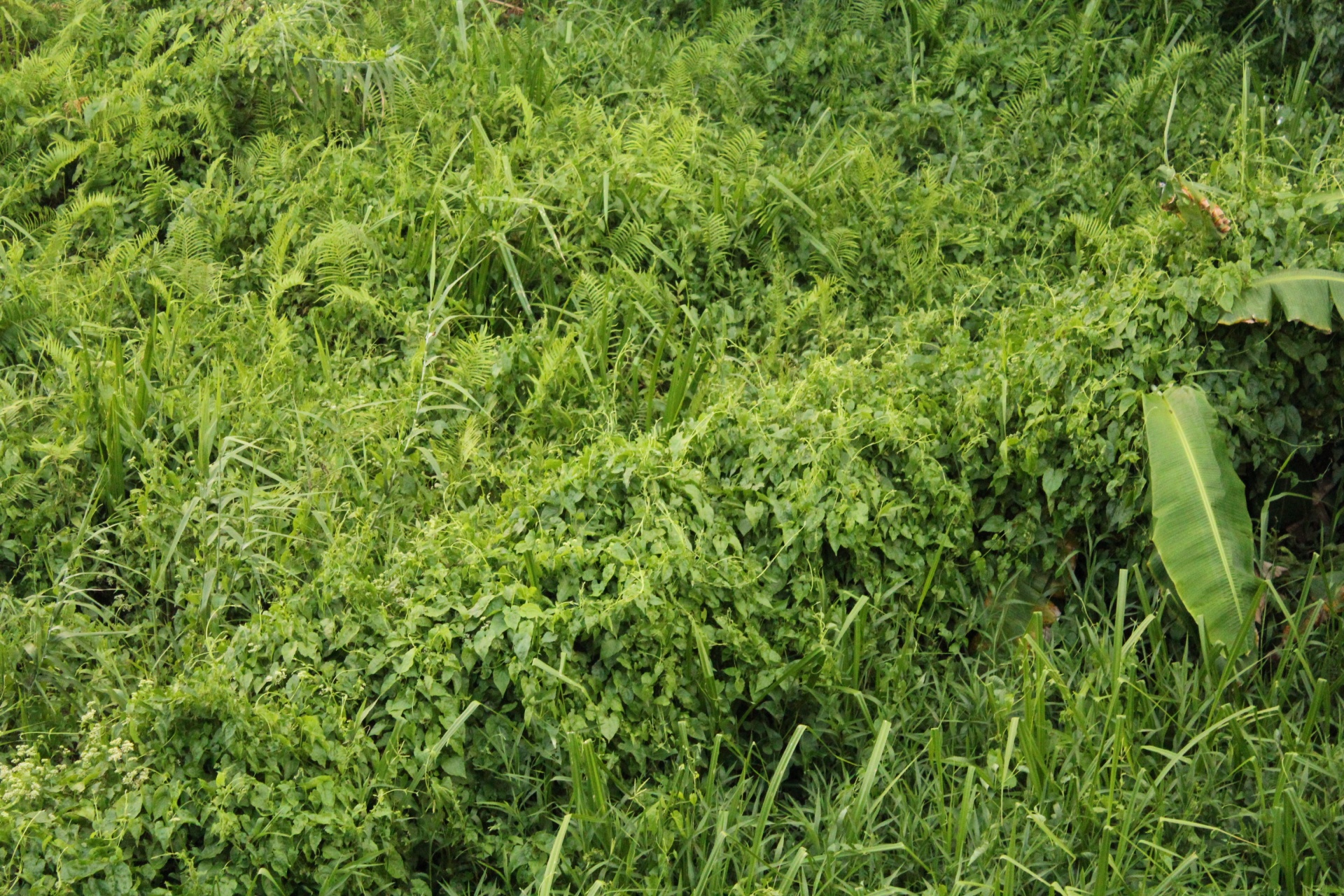 green leaves background green leaves free photo