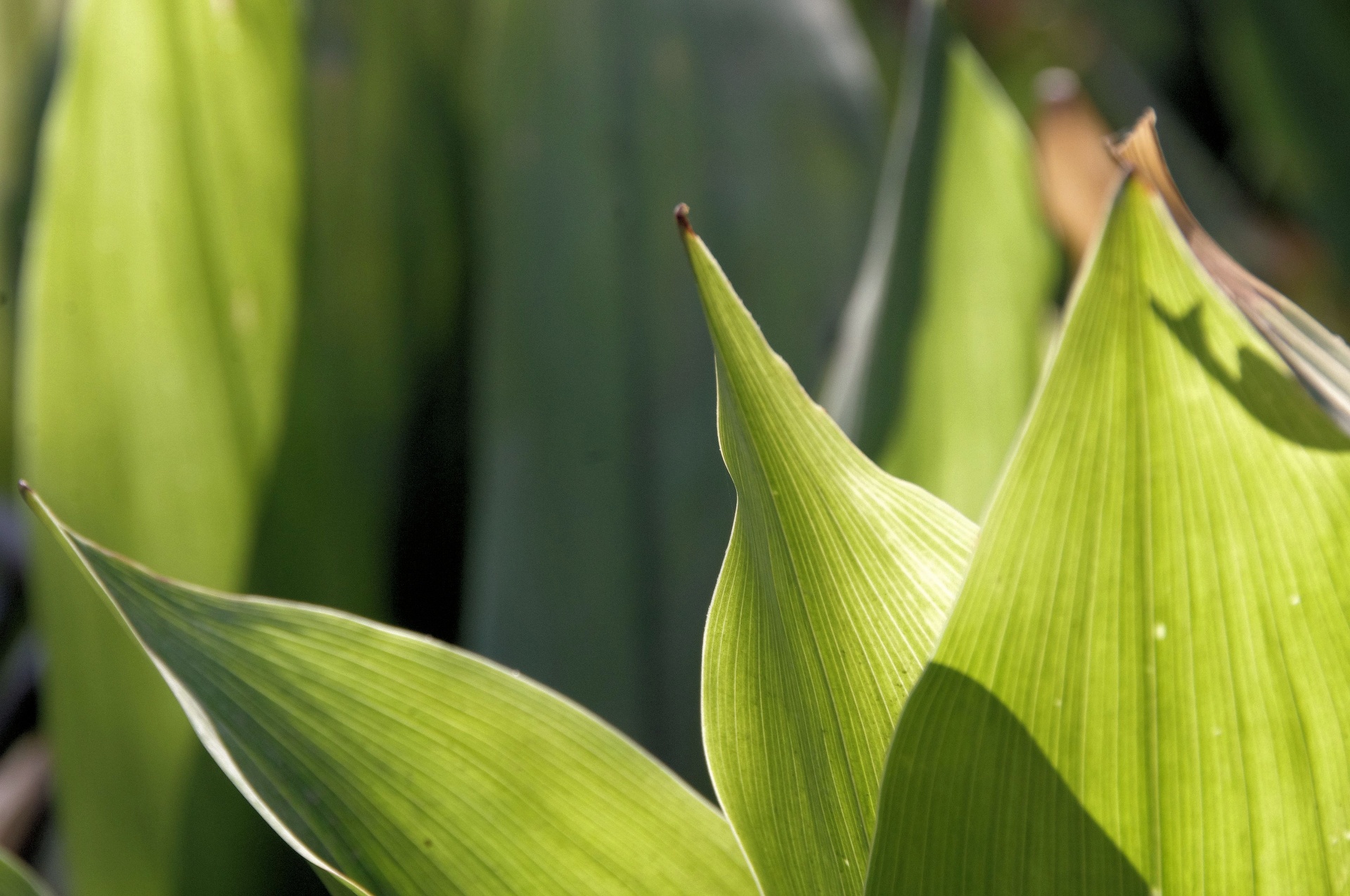 green leaves background free photo