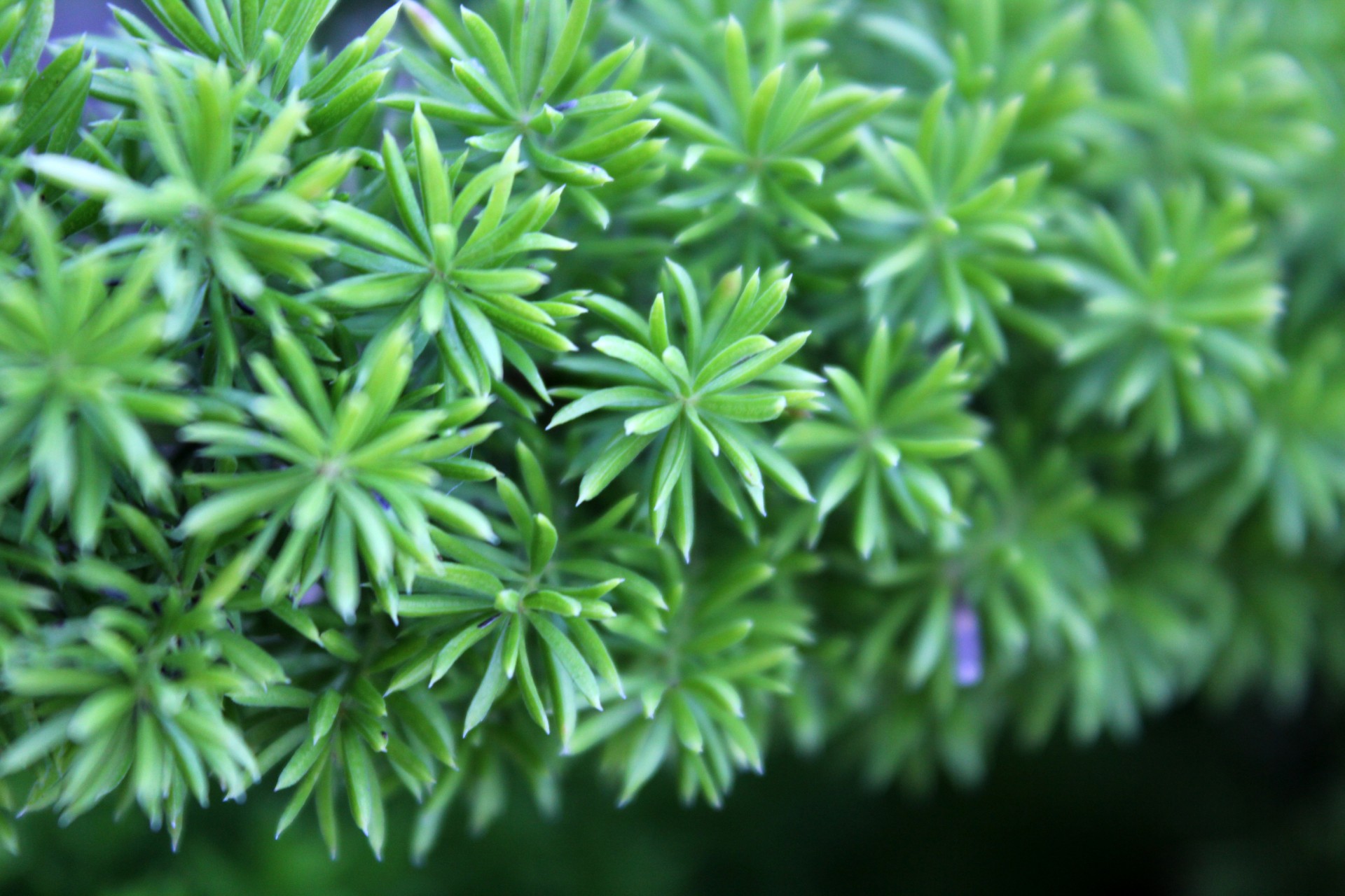 green leaves background green curly leaves background green background free photo