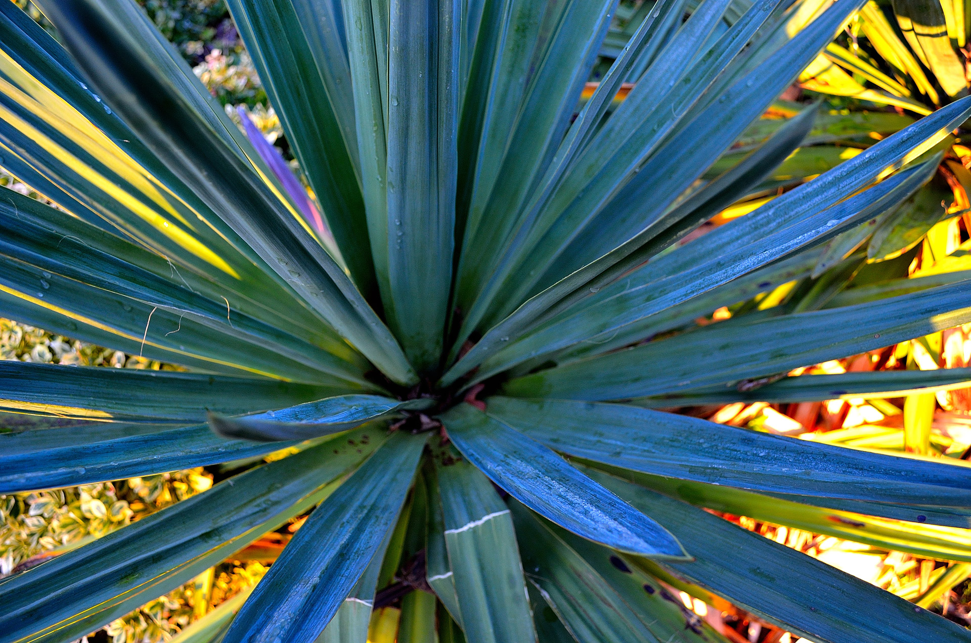 leaves background nature free photo