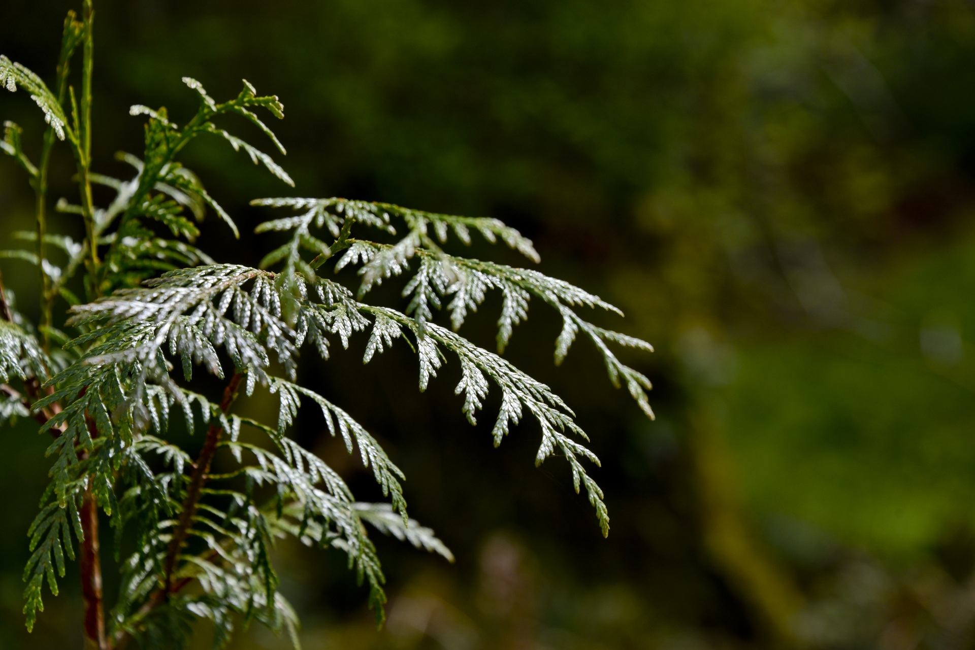 forest leaf closeup free photo