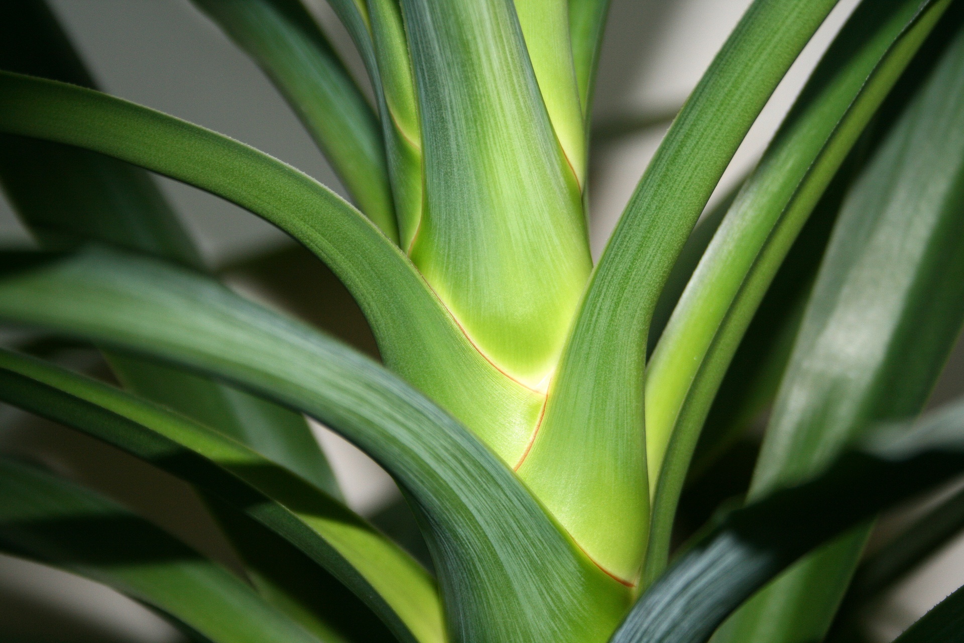 plant yuka leaves free photo