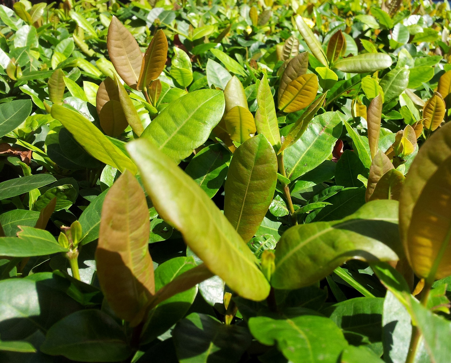 green leaves wallpaper free photo