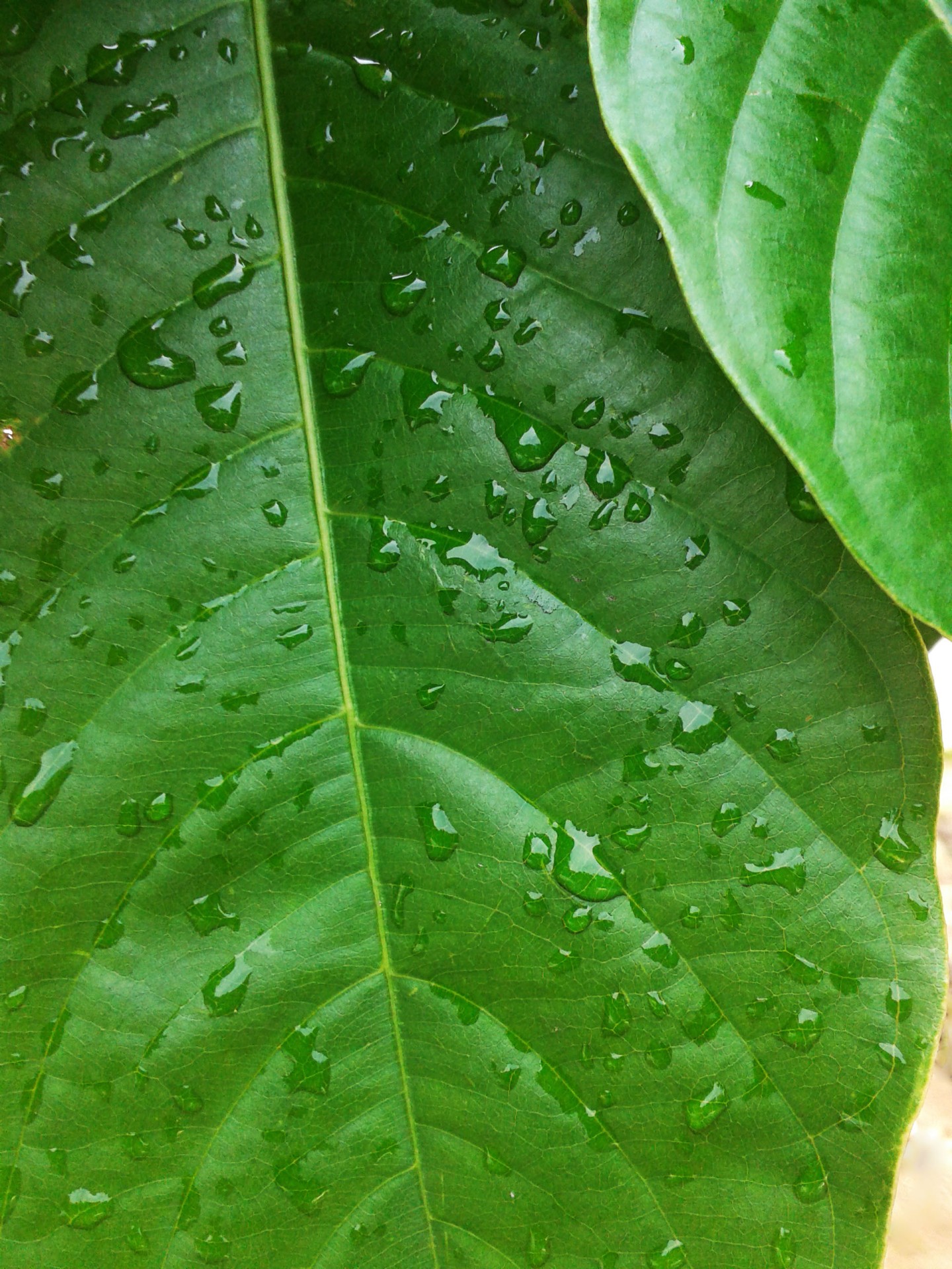 leaves water drops water drops water free photo