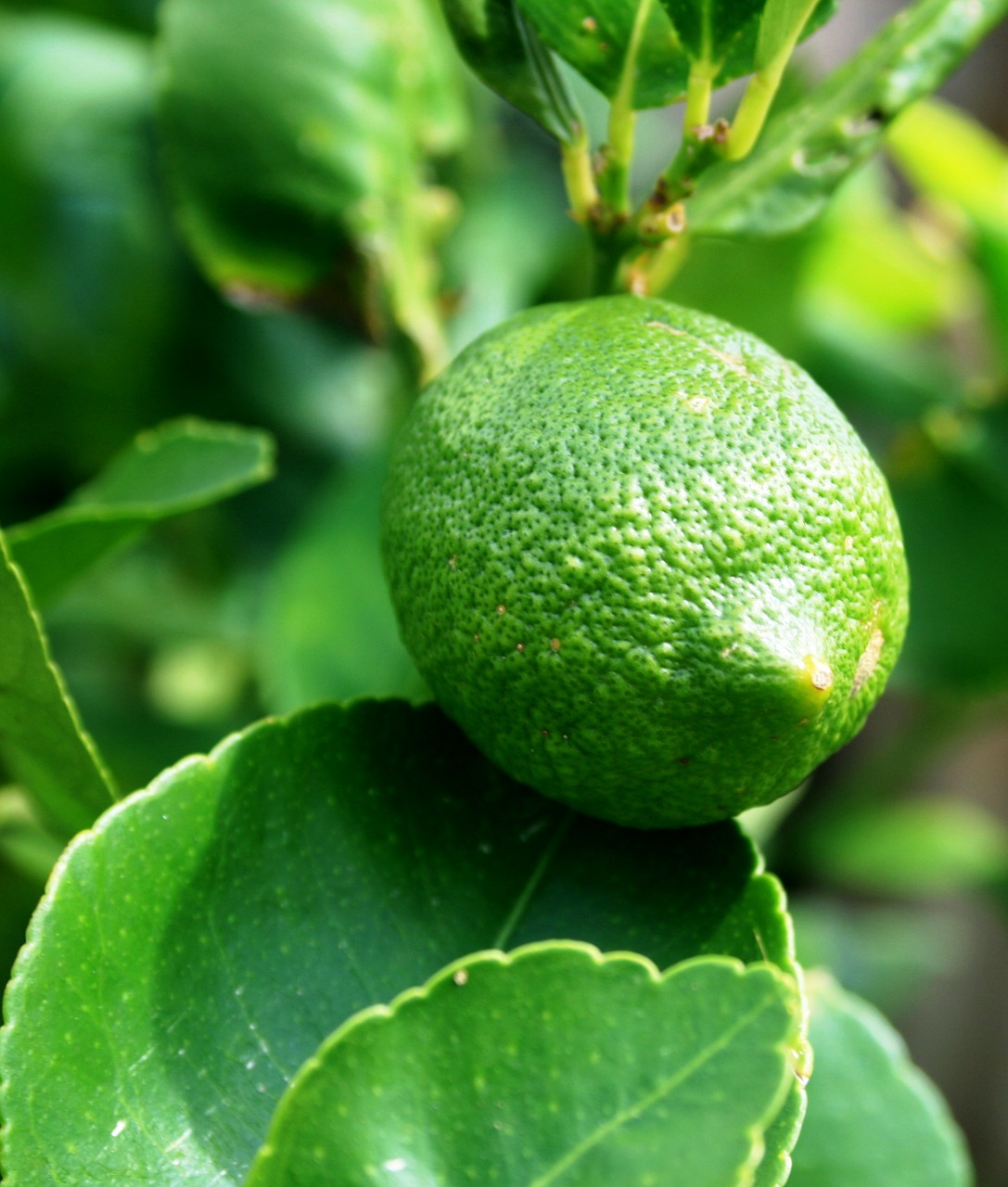 green lemon fruit lemon free photo