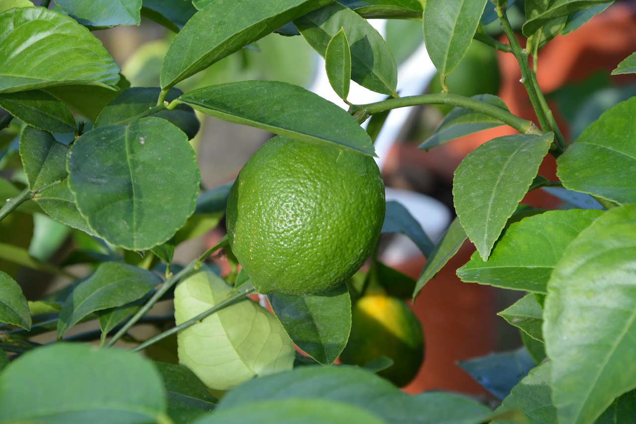 green lemon citrus fruit free photo