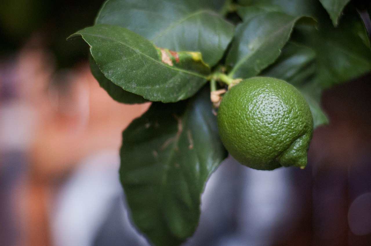 green lemon  citrus fruit  food free photo