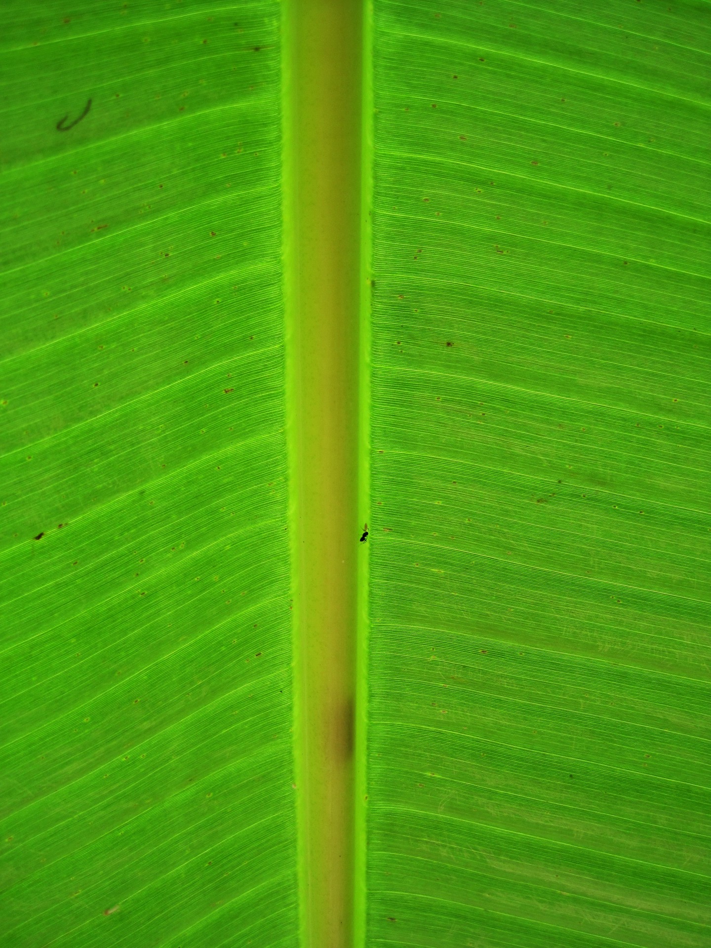 leaf banana green free photo