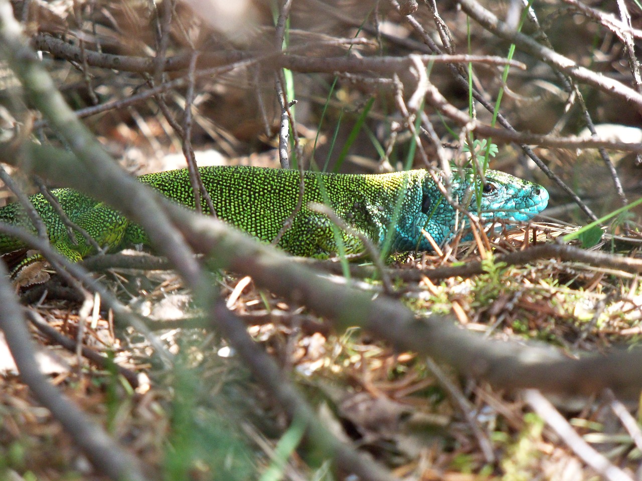 green lizard lacerta viridis male free photo