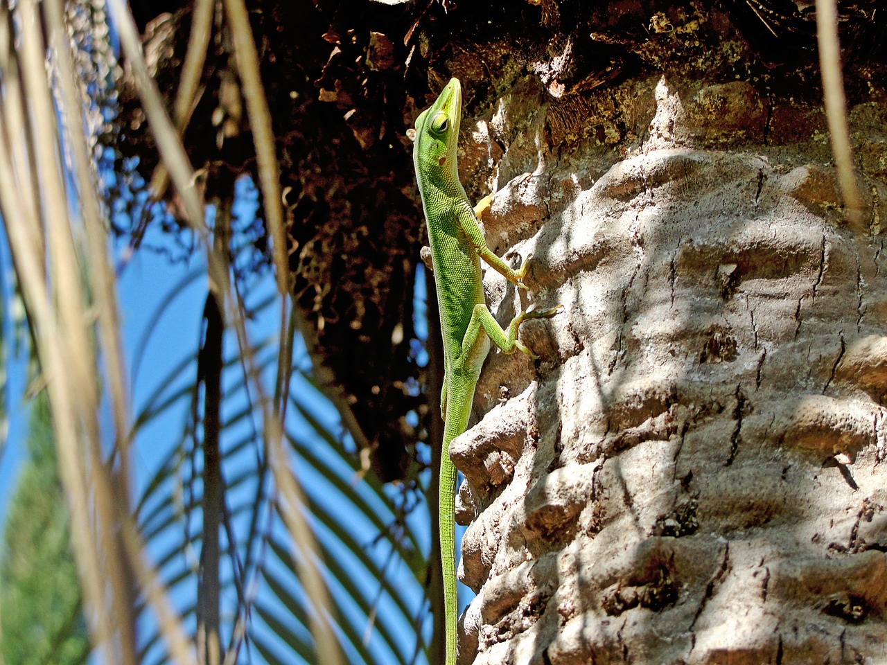 green lizard palm tree nature free photo