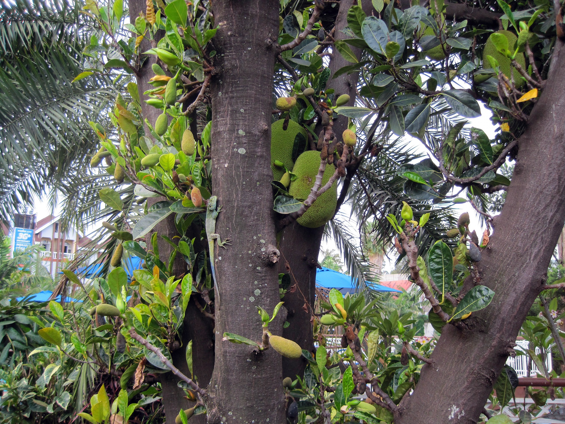 tree tropical lizard free photo