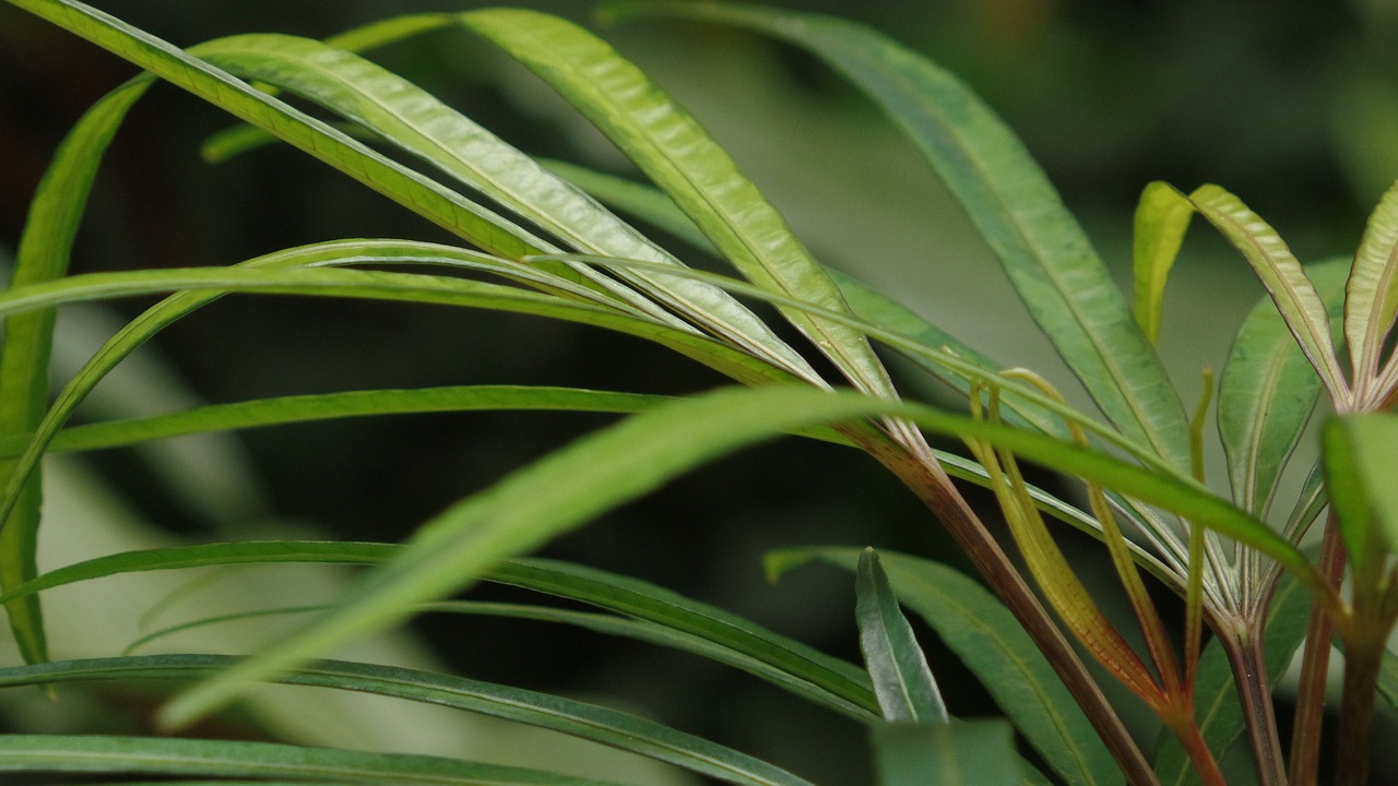 green long leave garden green free photo