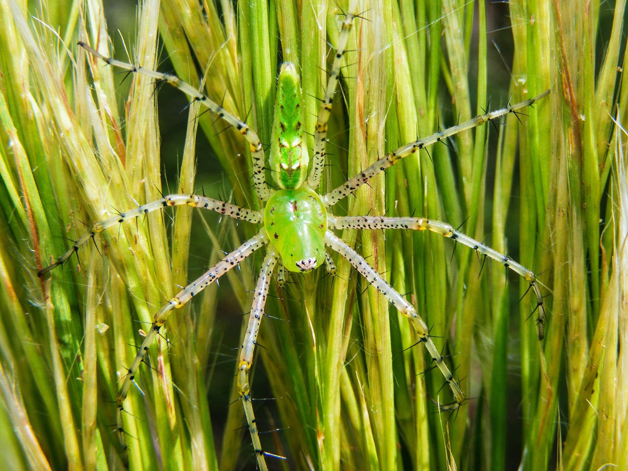 green lynx spider peucetia viridans spider free photo