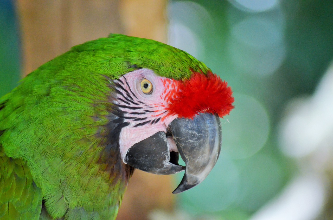 green macaw  bird  parrot free photo