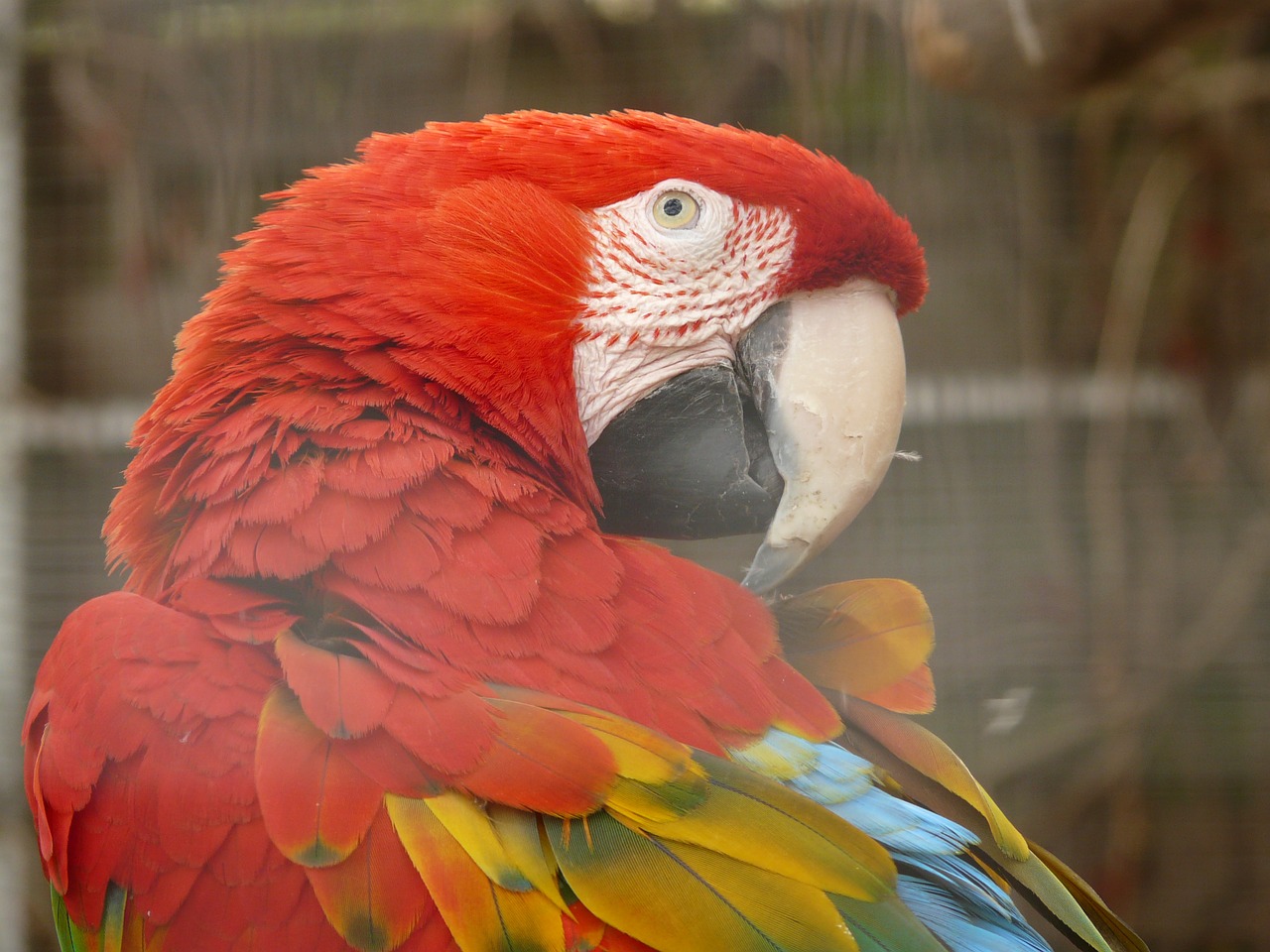 green macaw parrot dark red ara free photo