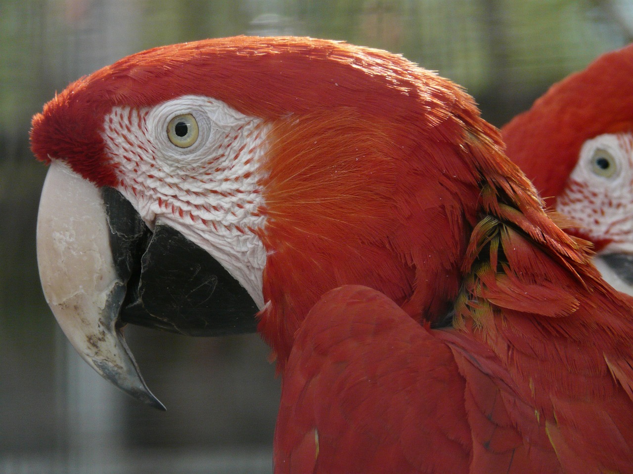 green macaw parrots dark red ara free photo