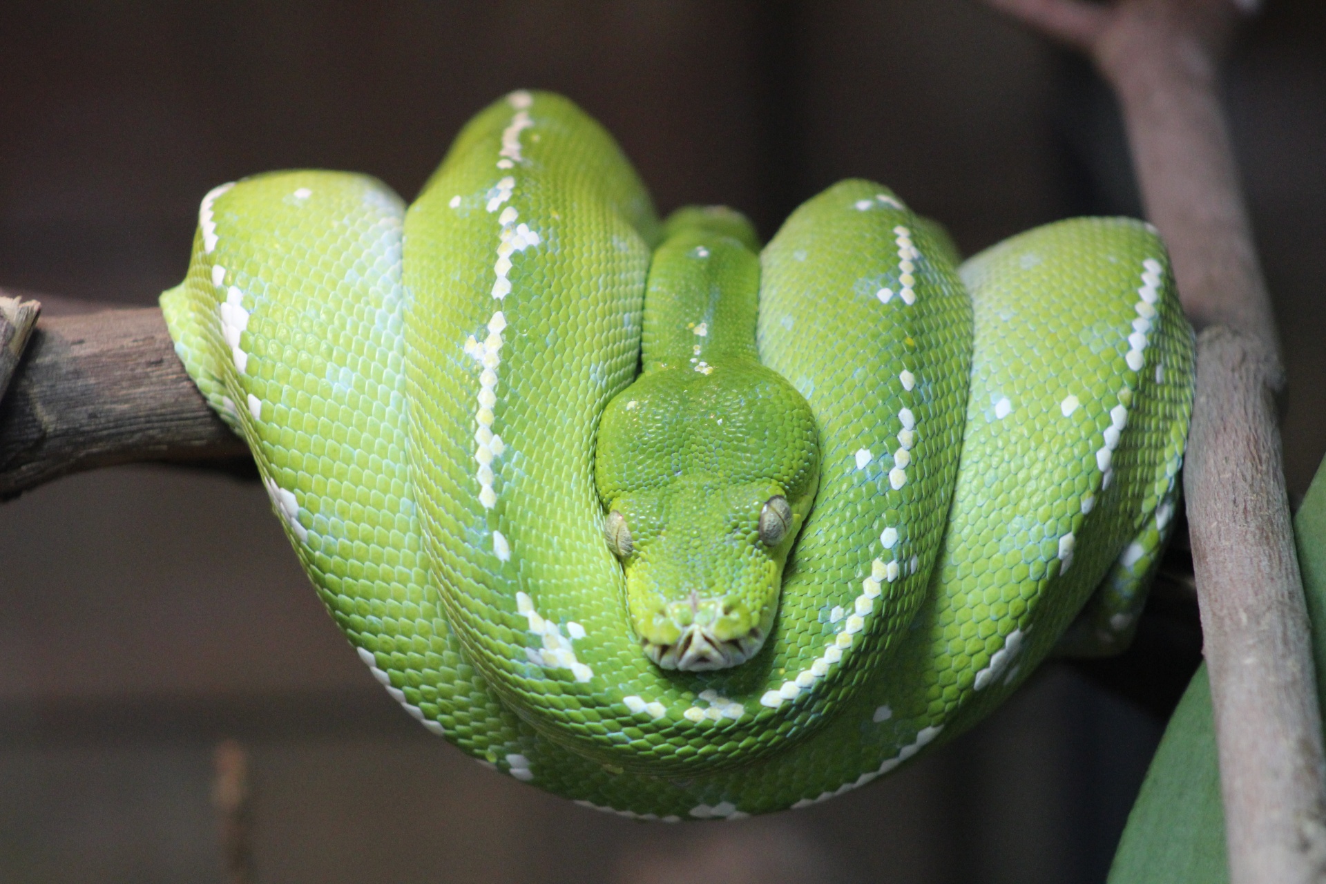 zoo hangout green machine free photo